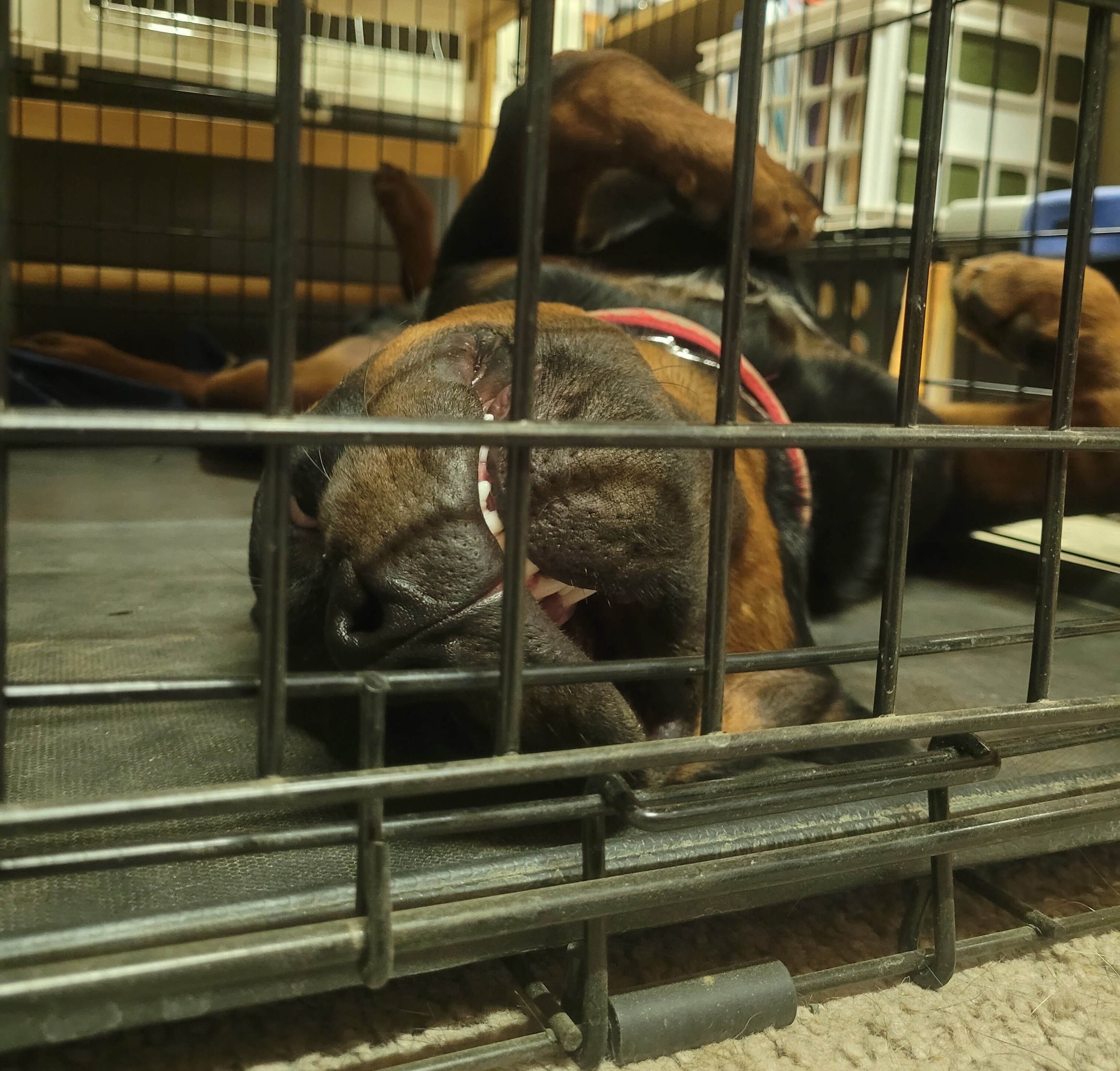 3 Week B&T Minor Behavior Modification Purely Balanced K9 Training